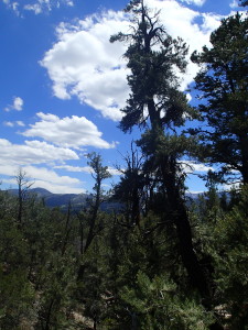 Vegetation Bernardino Mountains