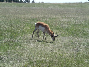 Pronghorn in Custer State Park