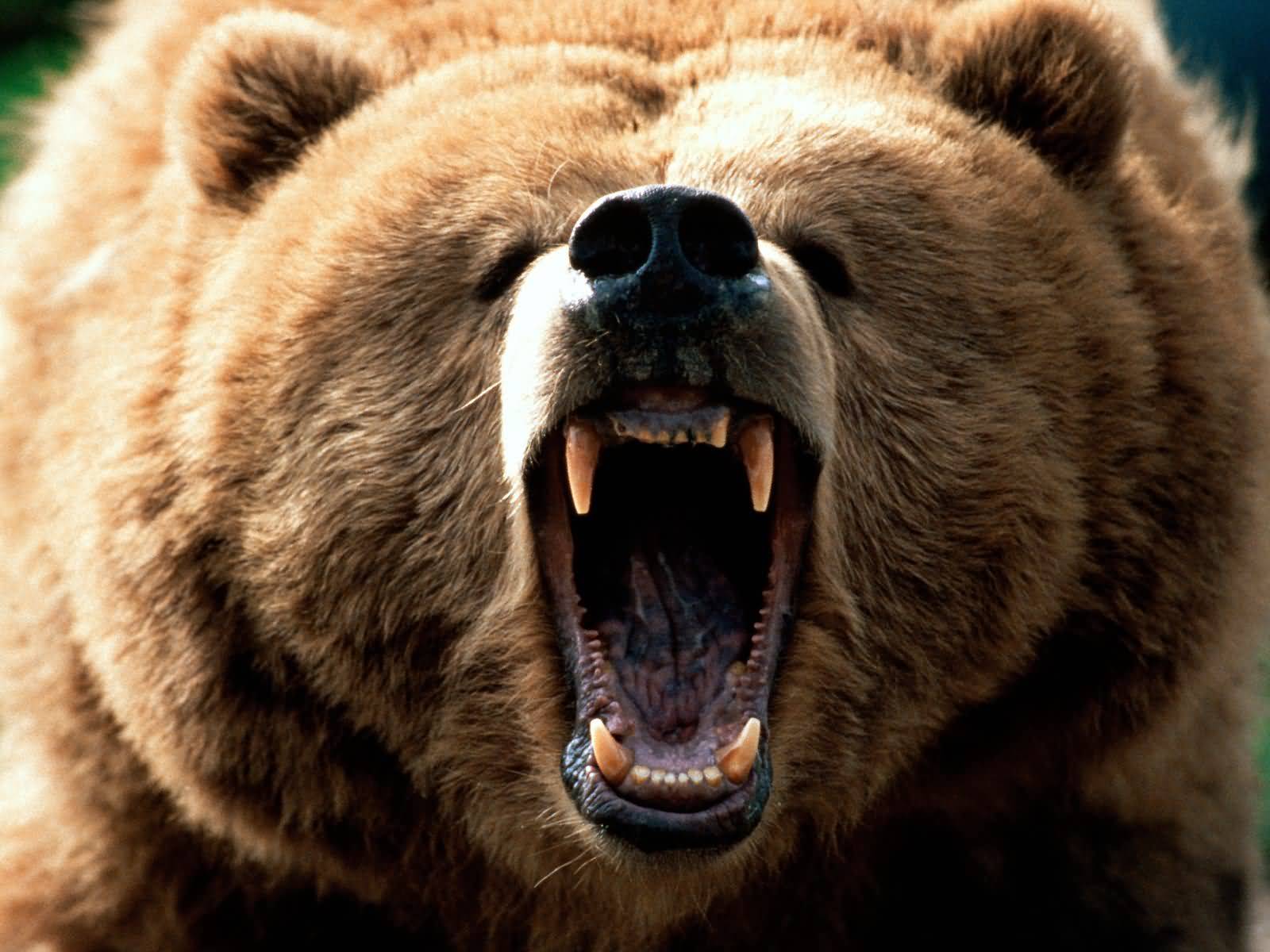 Welcome to the great wild North