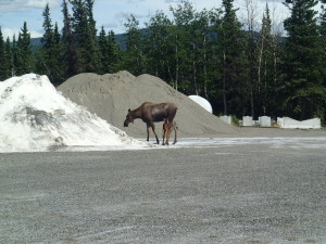 Moose on a salt diet