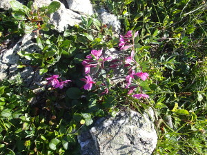 Alpine tundra in bloom