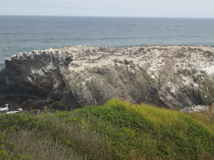 Nesting Sea Birds on the Cliff