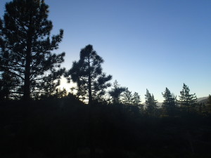 Pine trees in the twilight