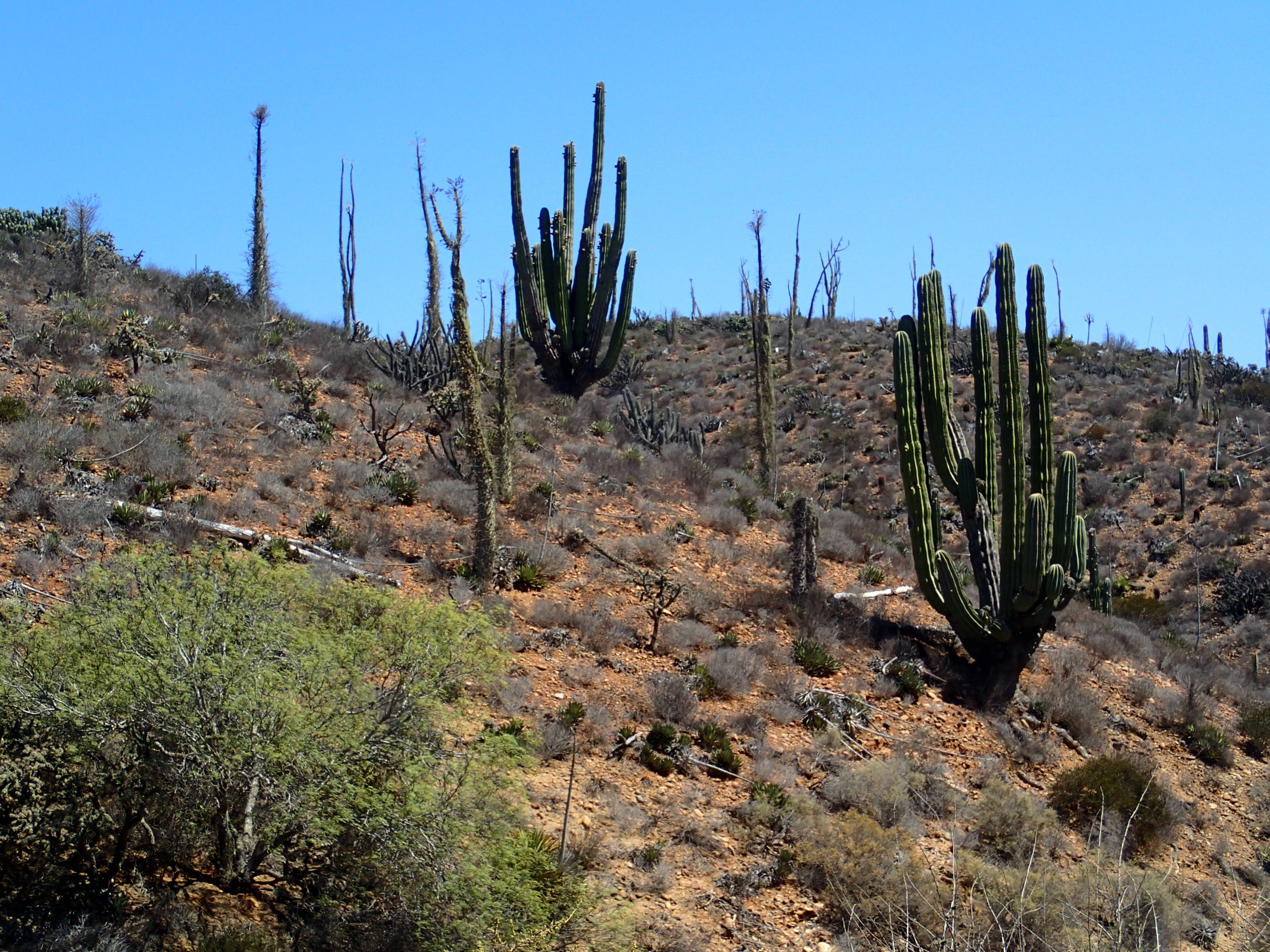 Going down the coasts and deserts of Baja