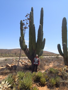 Huge areas with cactuses