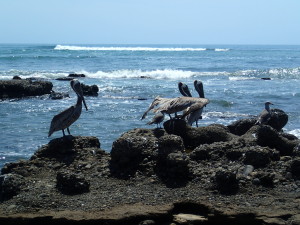 Pelicans resting at the beach