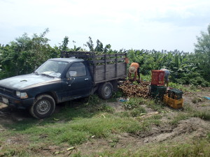 Banana harvest on the side of the road