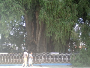 Biggest (diameter) tree in the world - Montezuma cypress