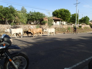 Cattle are everywhere on the roads