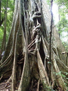 Giant Ficus