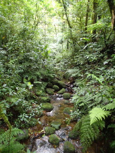Santa Elena Cloud Forest Reserve
