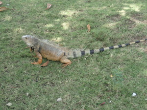 We have squirrels in the parks they have reptiles here