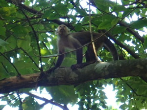 Monkey in Tayrona National Park