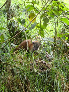 South American Coati (racoon family)