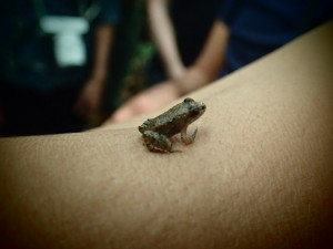 Tiny frog