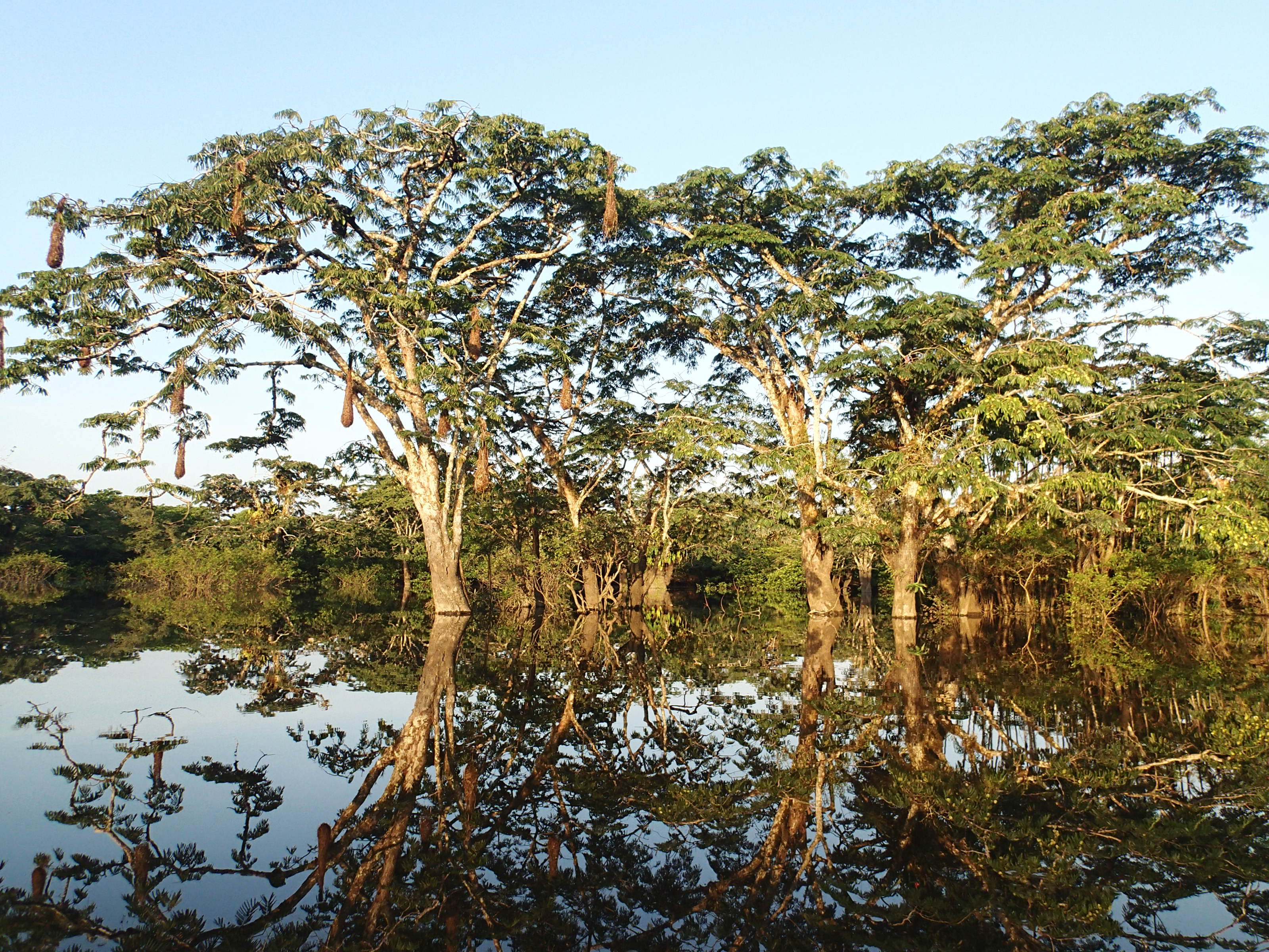 Cuyabeno Wildlife Reserve