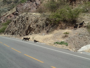 Goats on the Road