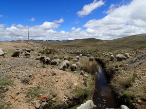 Sheeps grazing in the high Andes Plateau 