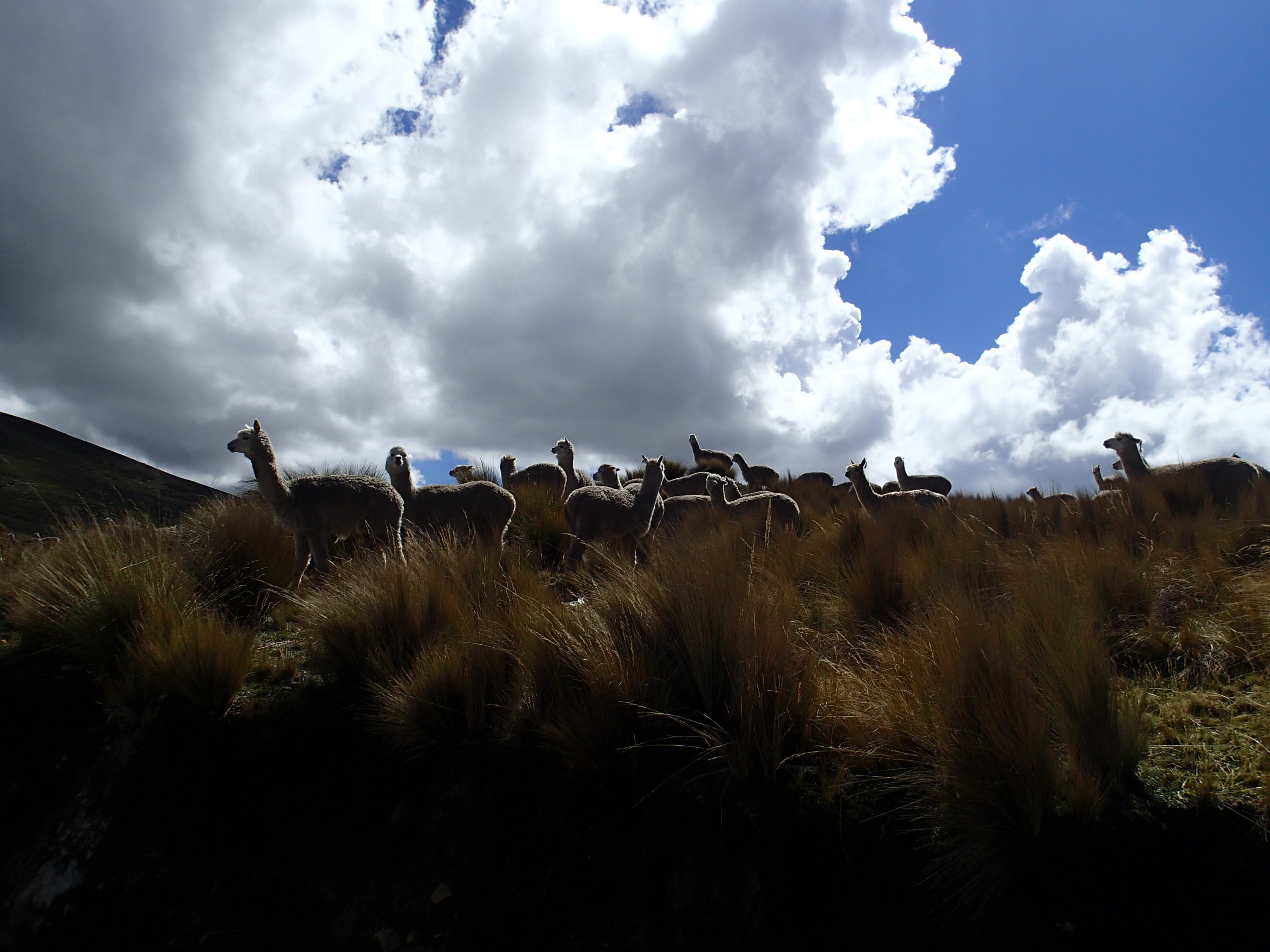 Puna Grasslands