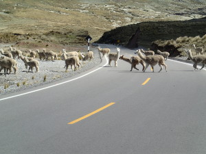 Alpacas crossing the Road