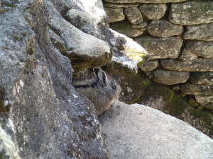 A Chinchilla in the cracks of the Ruins