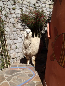 Alpaca with attitude at Las Olas