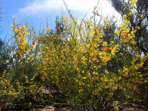 recent rain produces an explosion of yellow flowers in the desert