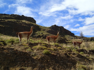 Guanacos everywhere near Park Patagonia