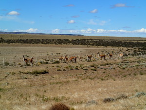 Pampa and Guanacos