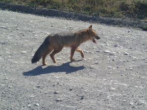 Fox crossing the road