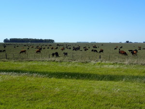 Cattle everywhere, landscape is like SW - Ontario, pasture, soybeans and corn