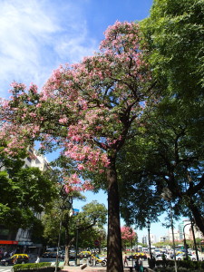 Beautiful street trees