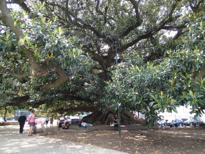 Gigantic Ficus Tree