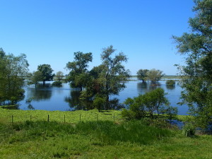 Delta river Uruguay