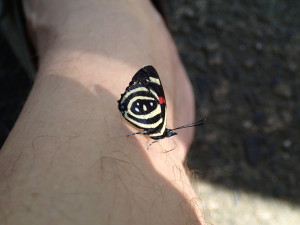 Butterfly resting on my leg