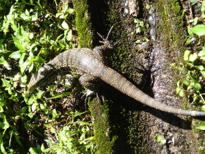 Lots of reptiles in the National Park of Iguazu