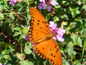 Butterflies are amazing in South America