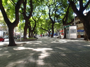 So many shade trees in Mendoza